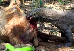 Комодский варан ест живого оленя