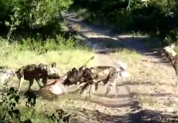 Antelope Gets Ripped Open By African Wild Dogs