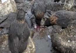 Striated Caracaras Eating A Live Imperial Shag